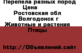 Перепела разных пород › Цена ­ 50-250 - Ростовская обл., Волгодонск г. Животные и растения » Птицы   